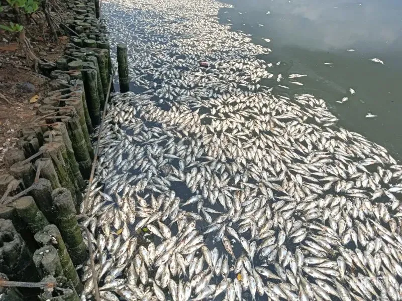 已捞出约8吨！海口红城湖现大量死鱼，原因披露